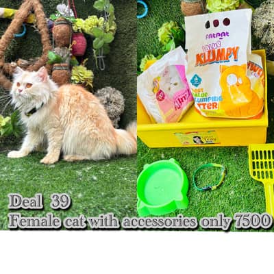 perisan cats with accessories on big discounts