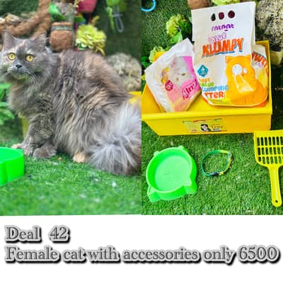 perisan cats with accessories on big discounts