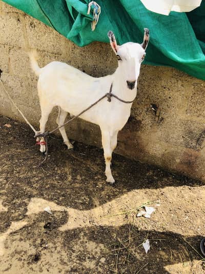 Pure tedda munda khassi bakra