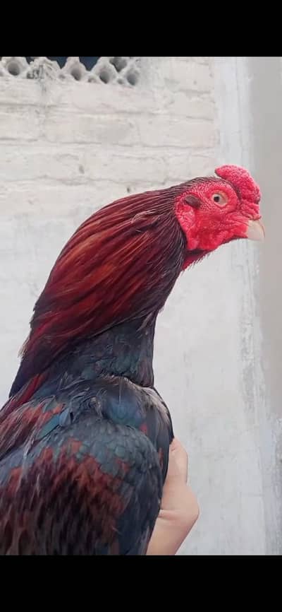 osize me hai loang tell goll chehra gand jorr mazbot