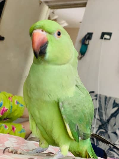 Green ringneck parrot