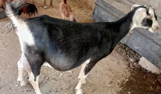 Black Naqabi 4 Months pregnant Goat for sale