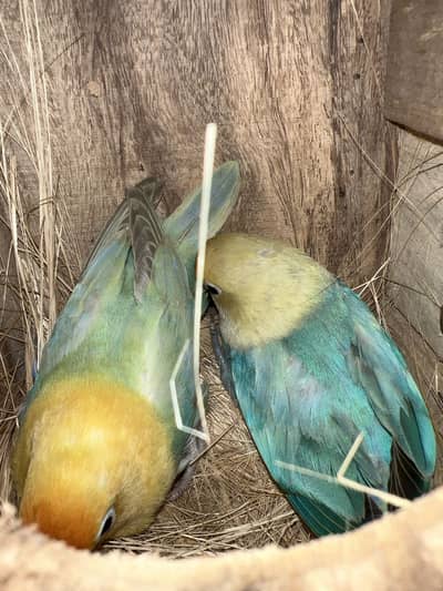 100% breeder pair of lovebirds