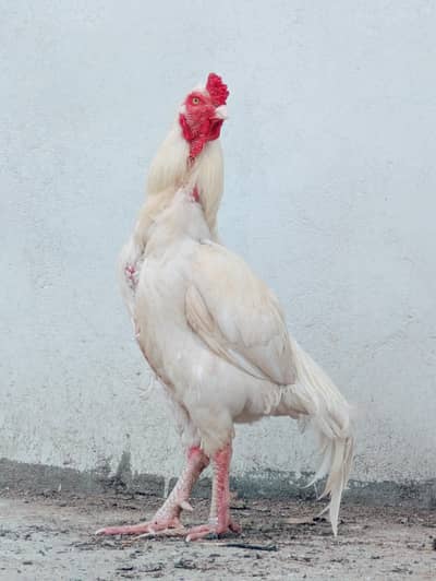 high quality white Aseel Heera Murgha available Whatsapp: 03159640025