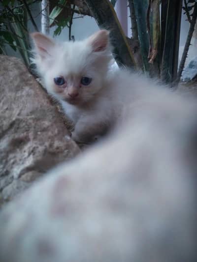 persian kittens available