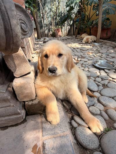 Pure Pedigree Golden Retriever Puppies
