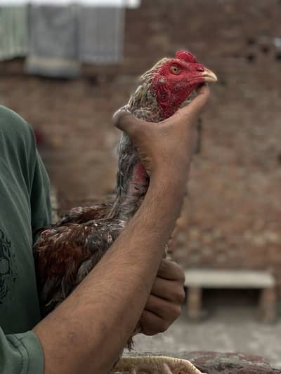 Aseel for sale Pakistani vait cross