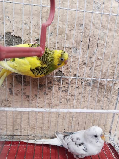 parrots & lucky pegion