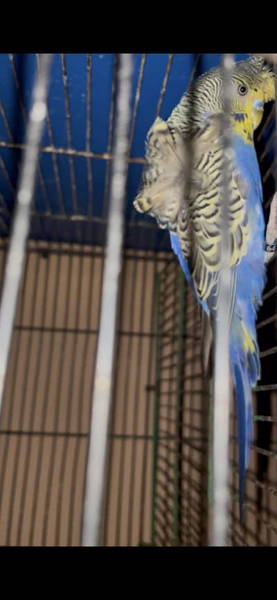 Exhibition hogoromos budgies / Green sp blue Ringneck breeder pair