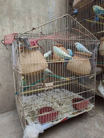 Australian Parrots Complete Breeding Setup 4 pairs+3 chicks with cage