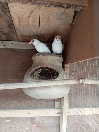 White Jawa finch