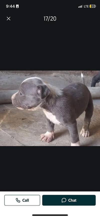 pitbull dogs