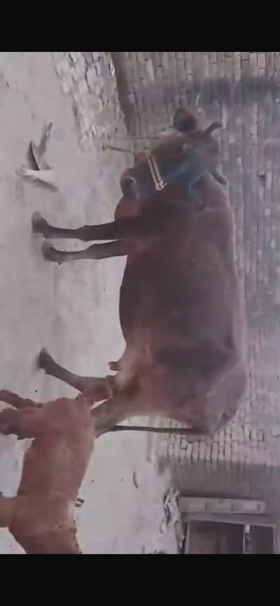 Cow with female calf for sale