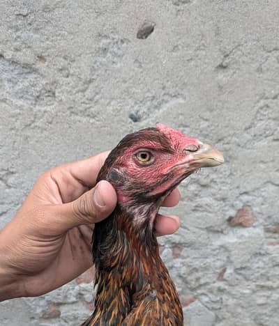 Aseel Double body Thai Female