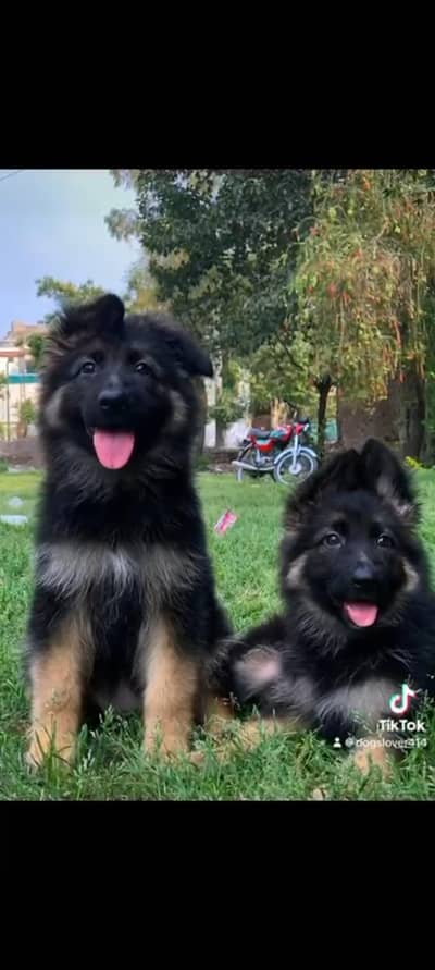 German shepherd 2 female pup Available