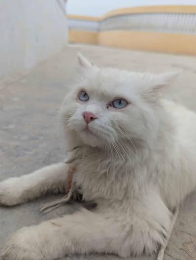 Persian double coat light blue  eyes