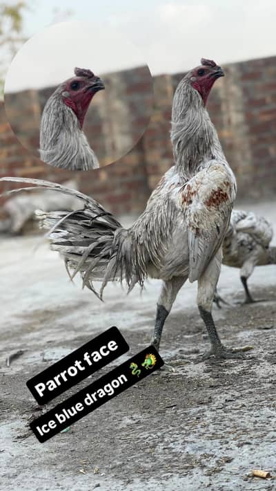 Dragon breed Available