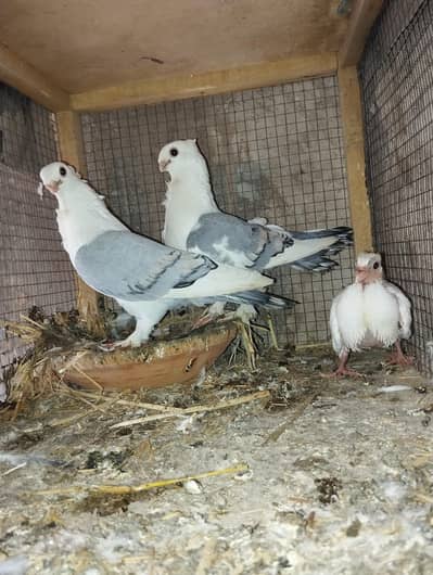 sentinent breeder pair with chick