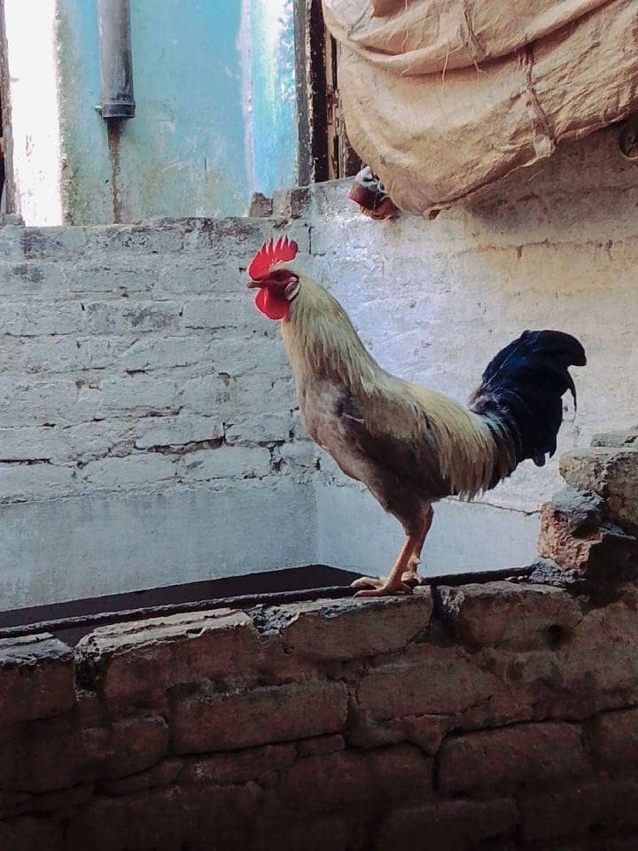 گھر خالی کر رہے ہیں اس لیے بیچ رہے ہیں ارجنٹ پیسے چاہیے 0