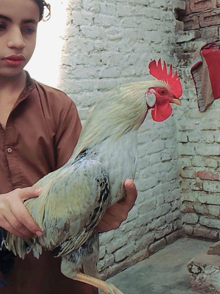 گھر خالی کر رہے ہیں اس لیے بیچ رہے ہیں ارجنٹ پیسے چاہیے 1