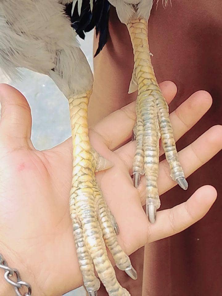 گھر خالی کر رہے ہیں اس لیے بیچ رہے ہیں ارجنٹ پیسے چاہیے 2