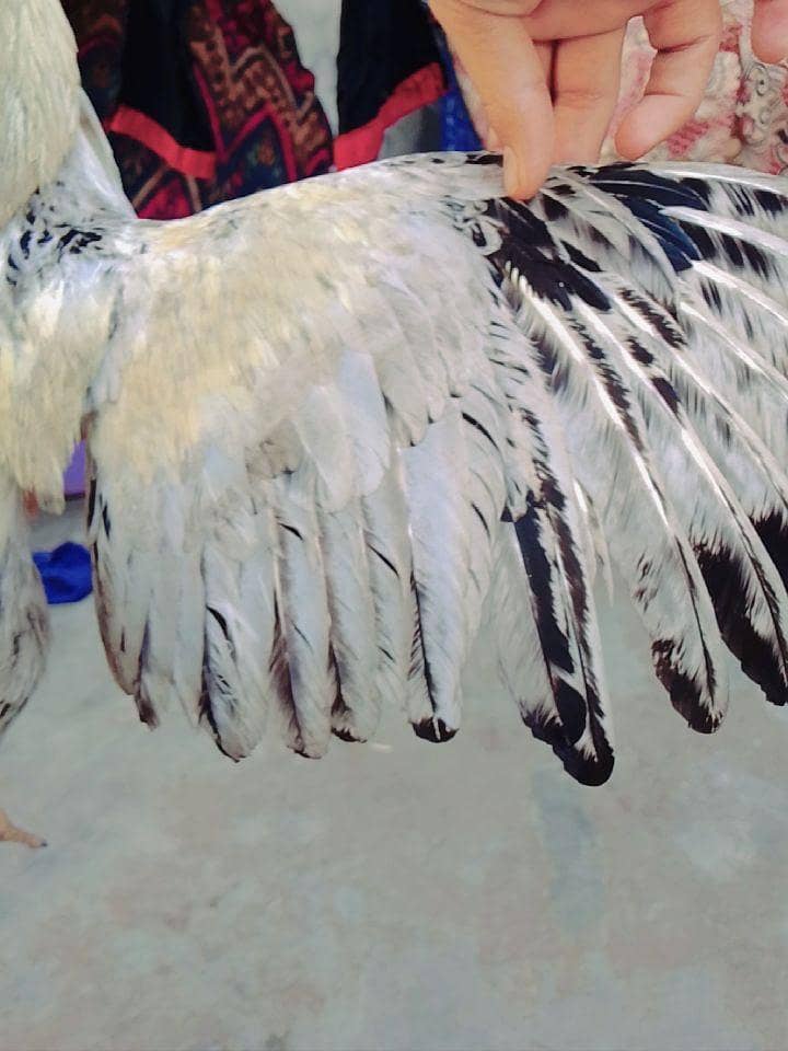 گھر خالی کر رہے ہیں اس لیے بیچ رہے ہیں ارجنٹ پیسے چاہیے 3