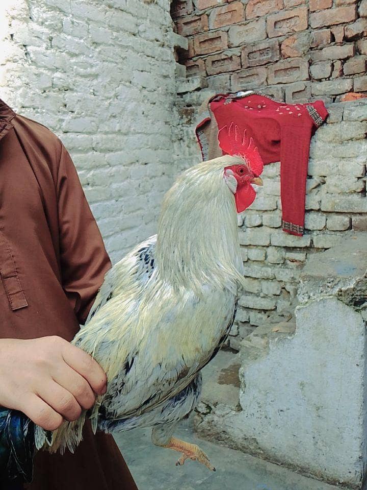 گھر خالی کر رہے ہیں اس لیے بیچ رہے ہیں ارجنٹ پیسے چاہیے 5