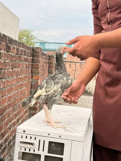 Pur Pakistani Assel pair