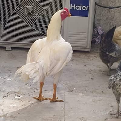 Pure White Sindhi Aseel Heera Male (Breeder Available)