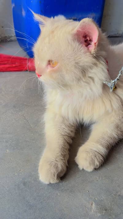 Persian Male cat