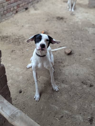 German pointer age 9 months male