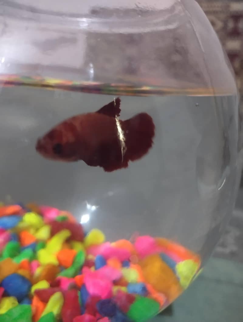 Betta Fish 1