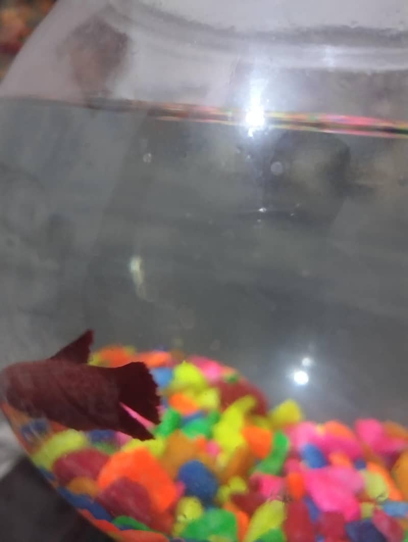 Betta Fish 2