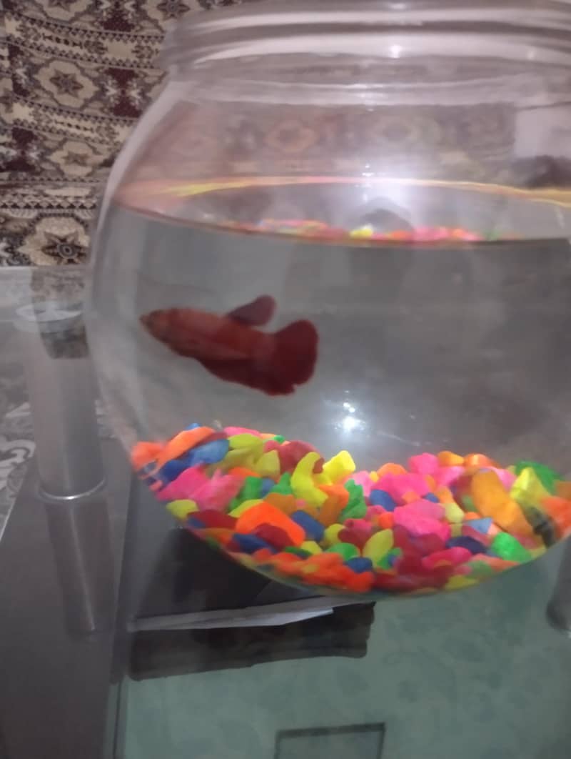 Betta Fish 4