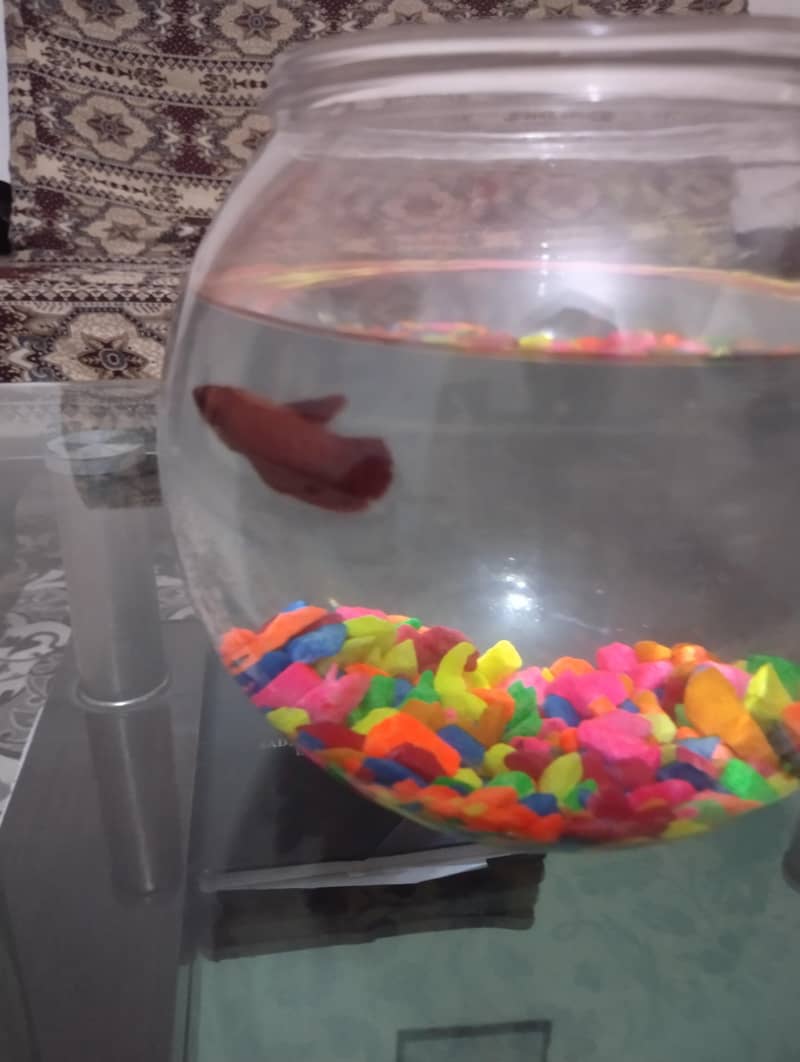 Betta Fish 5