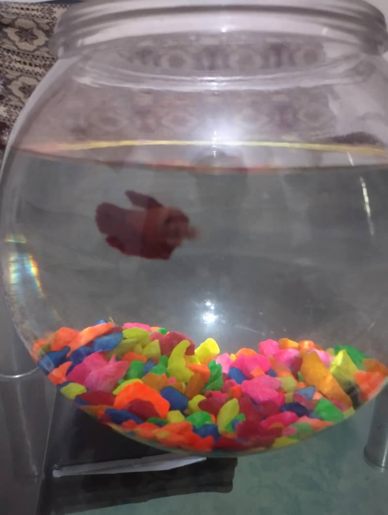 Betta Fish 7