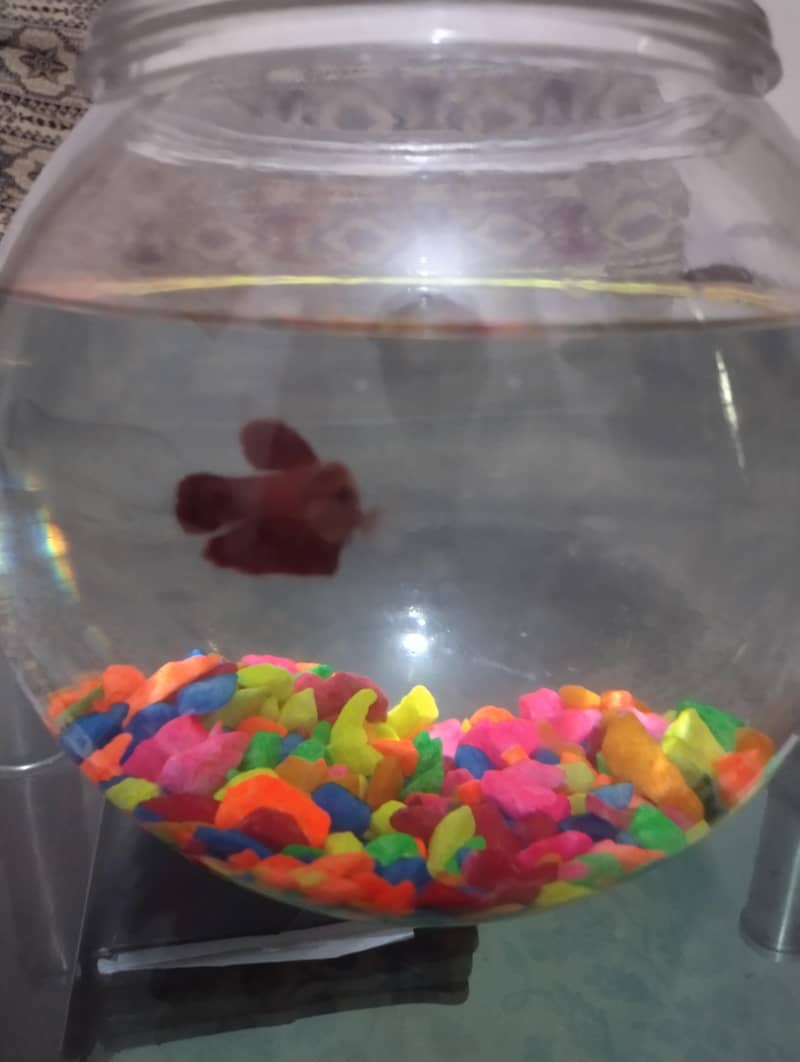 Betta Fish 8