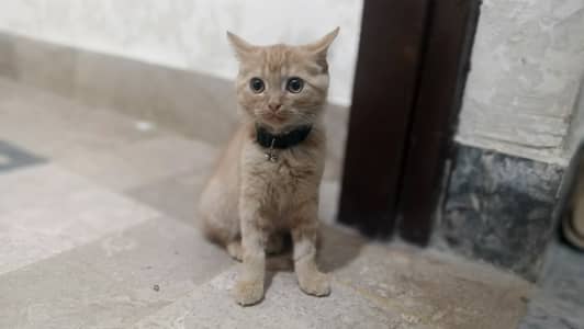 Persian Orange Cat Male