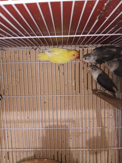 love birds  for sale