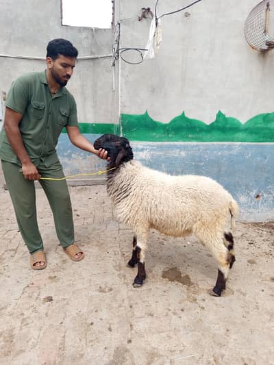 2 male sheep for sale Qurbani 2026