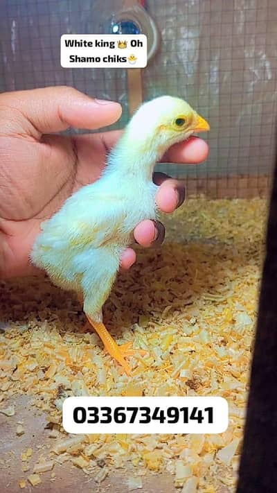 Shamo 100% Pure chiks available. . . . . special eid offer. . . 03367349141