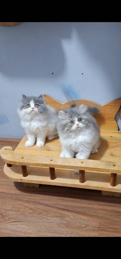 Quality Persian Punch face cat & kitten is 03233614642 WhatsApp