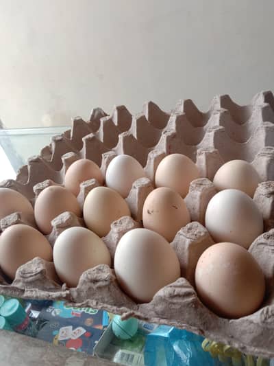 golden meari fertile eggs