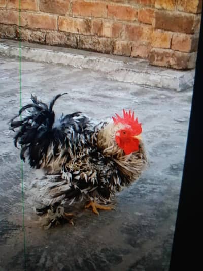 1yr frizzle imported male and 1 desi female