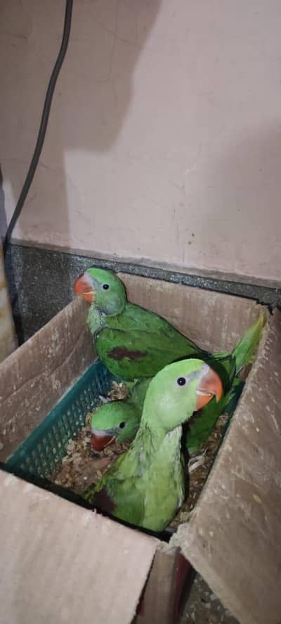 Green parrots | parrots | Green  fertail pair sale