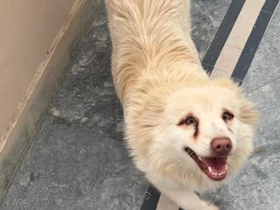 Russian female doggies available for a forever home