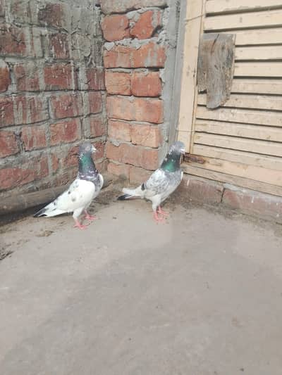 teddy Madi h Sath kamgar nar h Hadi jor perfect h