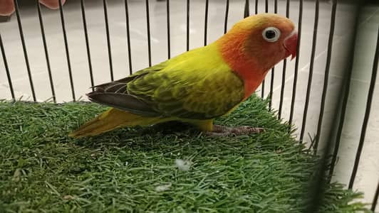 aik green Ewing opline ka patha hai or aik budgie red eyes ka patha ha