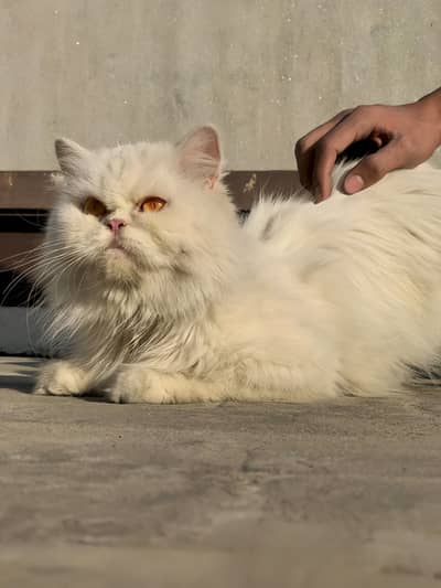 Persian Extreme Punch Breeder Cat