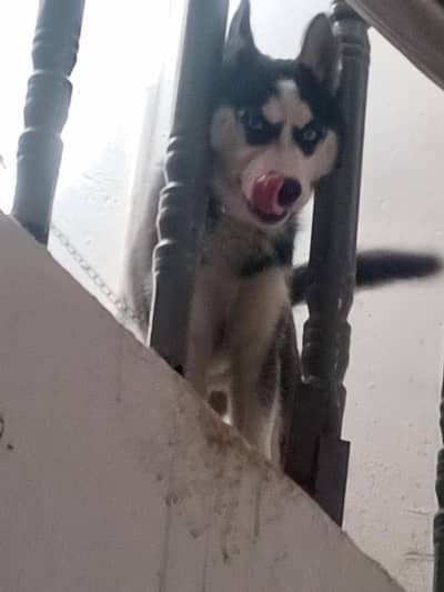 husky female double coat blue eyes